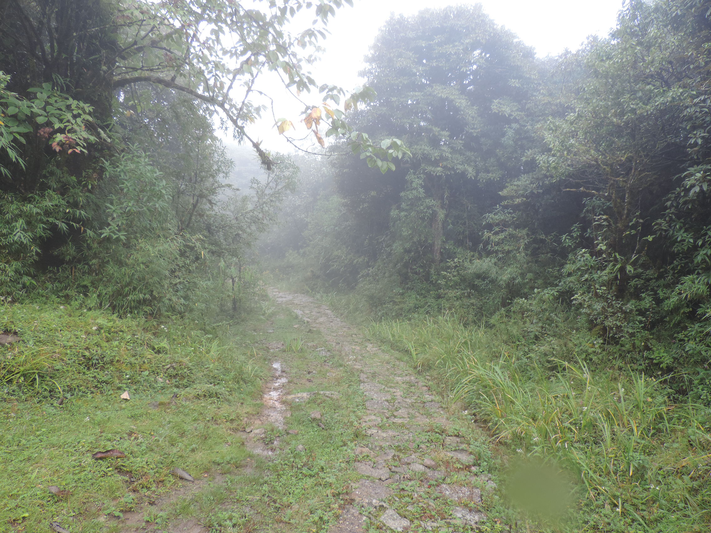 Biodiversity Heritage Site - Tonglu Medicinal Plant Conservation Area, Darjeeling